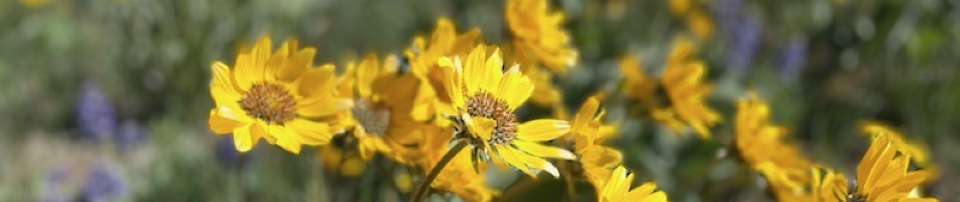 balsam flowers